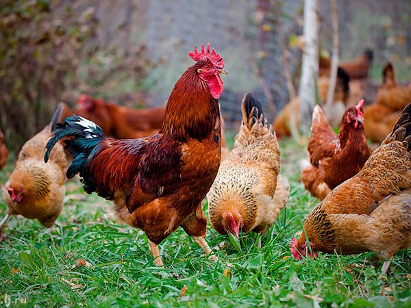 Породы куриц | ЗооТом - продажа, вязка и услуги для животных в Покачи