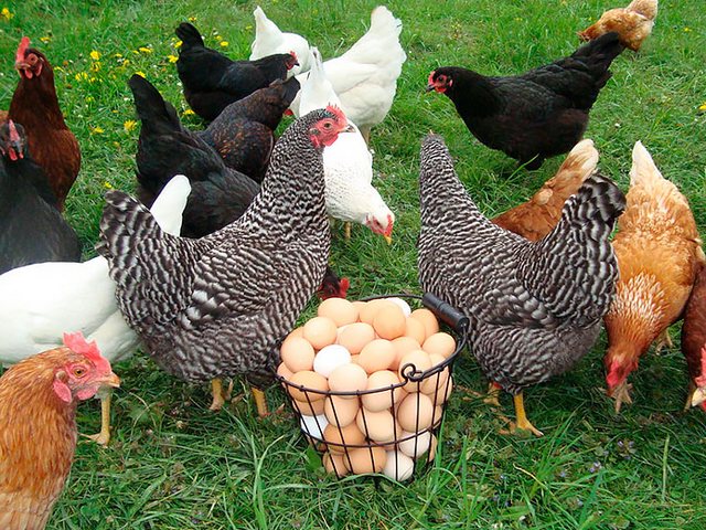 Содержание кур и уход за ними | ЗооТом - продажа, вязка и услуги для животных в Покачи