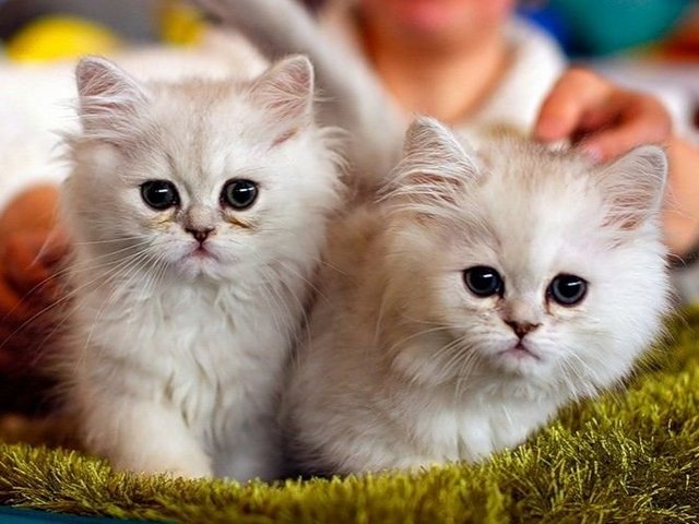 Породы кошек в Покачи | ЗооТом портал о животных