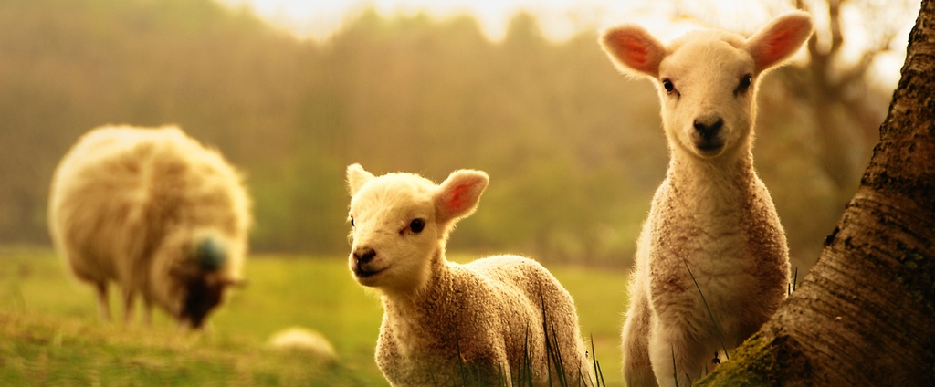 Объявления о сельскохозяйственных животных | ЗооТом - продажа, вязка и услуги для животных в Покачи
