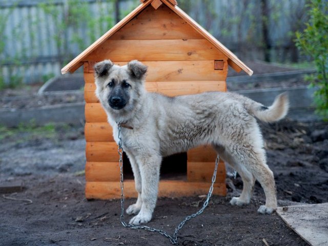 Все о собаках в Покачи Все о собаках в Покачи